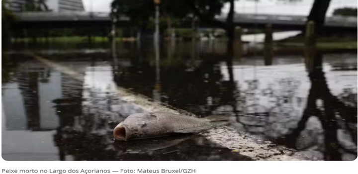 Com água baixando, moradores de Porto Alegre convivem com animais mortos, esgoto, mau cheiro nas ruas e ratos em casa