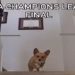FINAL DA CAHMPIONS 2024