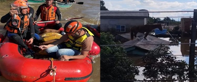 Cavalo “Caramelo” é resgatado após ficar 4 dias ilhado em Canoas