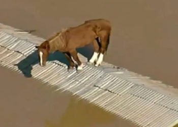 O animal ficou ilhado após as fortes chuvas que atingiram o Rio Grande do Sul. Para ser retirado do local, o cavalo foi sedado e colocado em um bote.