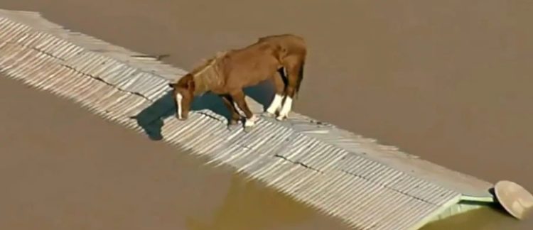 O animal ficou ilhado após as fortes chuvas que atingiram o Rio Grande do Sul. Para ser retirado do local, o cavalo foi sedado e colocado em um bote.