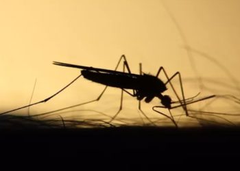 virus mayaro