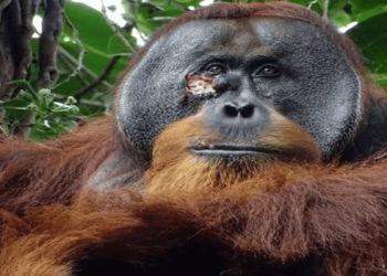 Orangotango trata ferida com planta medicinal e impressiona cientistas