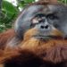 Orangotango trata ferida com planta medicinal e impressiona cientistas
