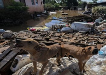 Mais de 10,3 mil animais de estimação e silvestres já foram resgatados das enchentes no Rio Grande do Sul