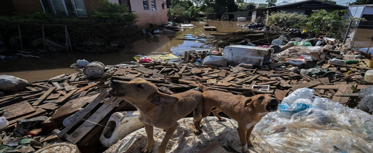 Mais de 10,3 mil animais de estimação e silvestres já foram resgatados das enchentes no Rio Grande do Sul