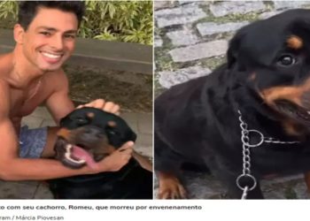 cães envenenados no RJ