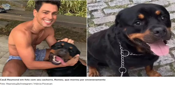 cães envenenados no RJ