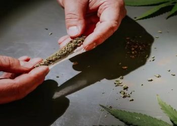 STF descriminaliza maconha