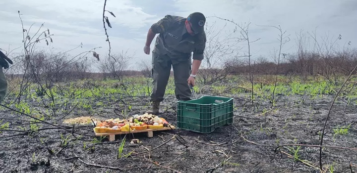 queimadas no pantanal