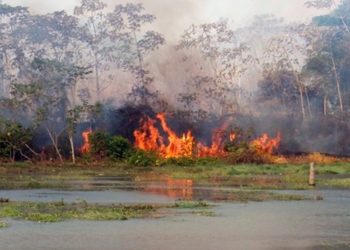 queimadas pantanal