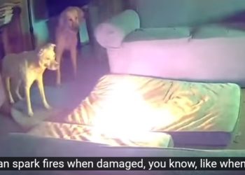 Cachorro incendeia casa após mastigar carregador portátil de celular nos Estados Unidos