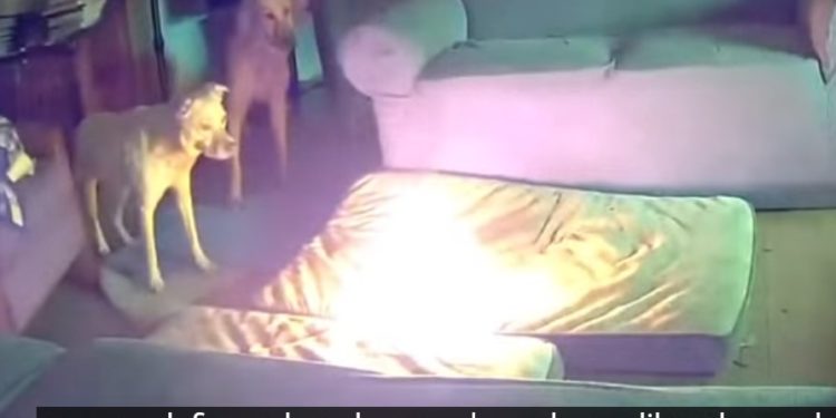 Cachorro incendeia casa após mastigar carregador portátil de celular nos Estados Unidos