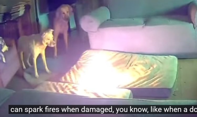 Cachorro incendeia casa após mastigar carregador portátil de celular nos Estados Unidos