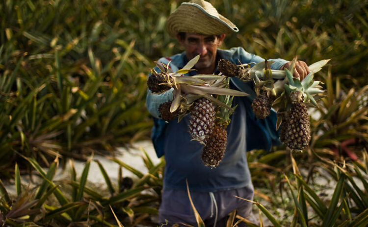 Agricultor mostrando seu plantio de abacaxi afetando pela salinização causada pelo Porto do Açu (Divulgação)