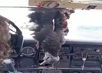 avião colide com urubu