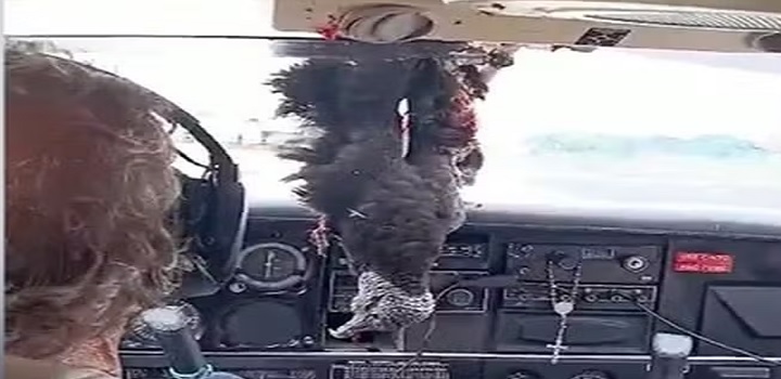 avião colide com urubu