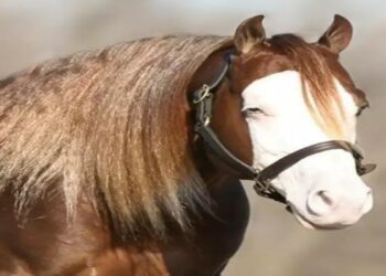 Cavalo bate recorde nacional após leilão e é avaliado em R$ 160 milhões