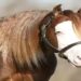 Cavalo bate recorde nacional após leilão e é avaliado em R$ 160 milhões