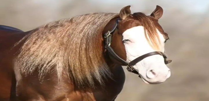Cavalo bate recorde nacional após leilão e é avaliado em R$ 160 milhões