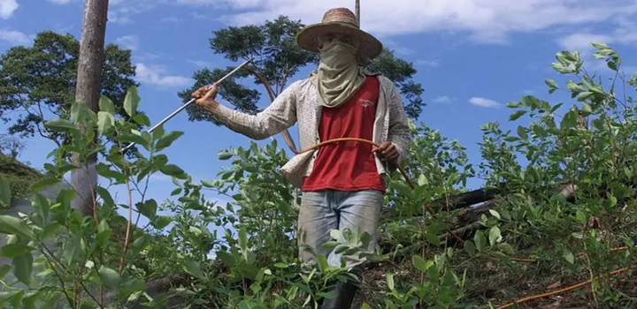 O avanço da cocaína mais forte e mais pura no mundo