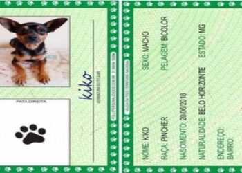 Animais domésticos terão direito a RG com cadastro nacional