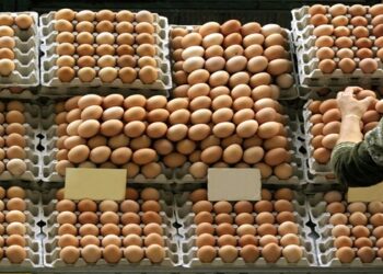 Como a alta dos preços dos ovos afeta usuários de Ozempic e Wegovy nos EUA