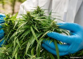 embrapa produção de maconha