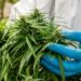 embrapa produção de maconha