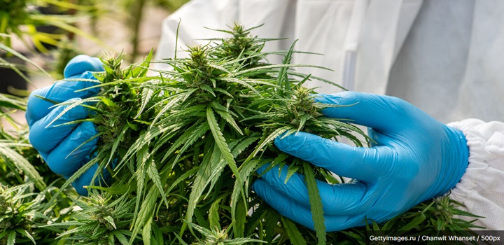 embrapa produção de maconha
