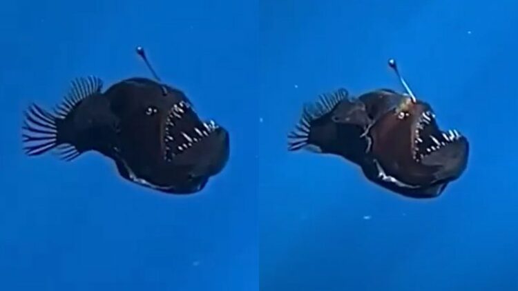 peixe diabo negro