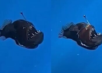 peixe diabo negro