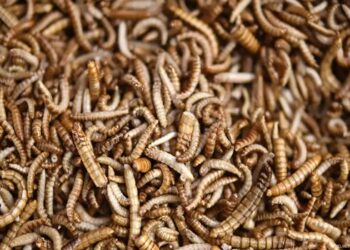 insetos na alimentação humana