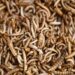 insetos na alimentação humana