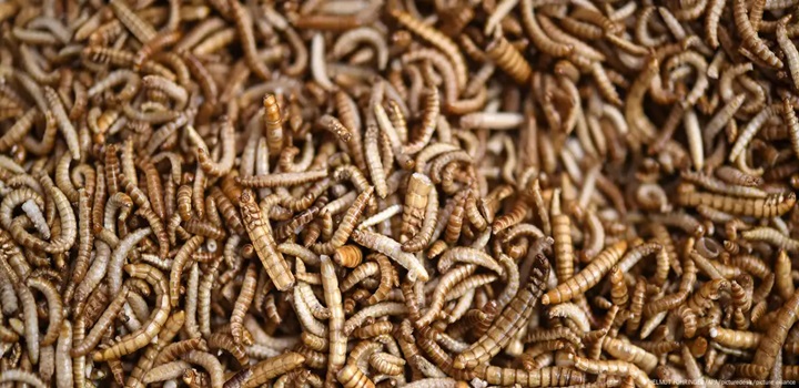 insetos na alimentação humana