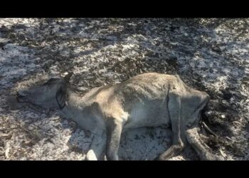 Crise de água na Baixada Campista: Dra. Karoline do Drone denuncia morte de gado e ameaça de falta água para a agricultura