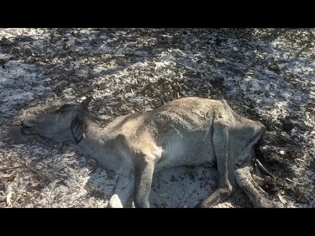 Crise de água na Baixada Campista: Dra. Karoline do Drone denuncia morte de gado e ameaça de falta água para a agricultura