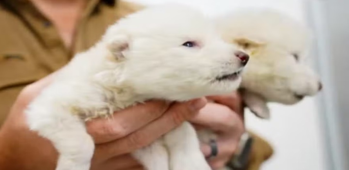 lobo terrivel extinção