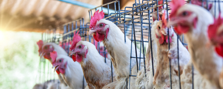 A gripe aviária pode causar desde sintomas leves até complicações graves em humanos. Saiba quais são os sintomas, o risco de morte, e o que cientistas alertam sobre o vírus H5N1.