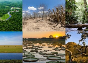 biomas do brasil