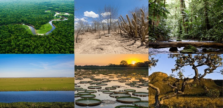 biomas do brasil