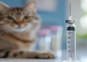 vacina alergia a gatos