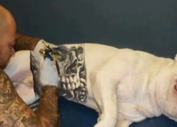Brasil aprova lei que protege pets de práticas cruéis. Tatuagens e piercings sem fins veterinários em animais agora são crimes puníveis por lei.