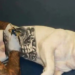 Brasil aprova lei que protege pets de práticas cruéis. Tatuagens e piercings sem fins veterinários em animais agora são crimes puníveis por lei.