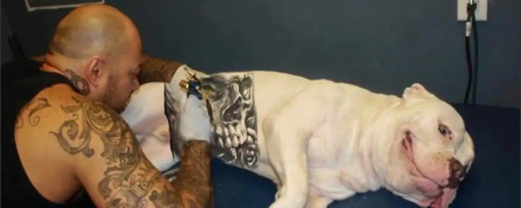 Brasil aprova lei que protege pets de práticas cruéis. Tatuagens e piercings sem fins veterinários em animais agora são crimes puníveis por lei.