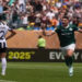 palmeiras x botafogo