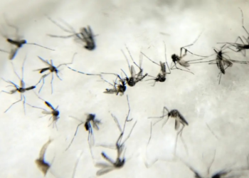 A Organização Mundial da Saúde alerta para possível repetição do surto de chikungunya que atingiu centenas de milhares em 2004. Mais de 5 bilhões de pessoas podem estar sob risco de infecção.