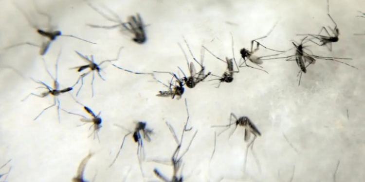 A Organização Mundial da Saúde alerta para possível repetição do surto de chikungunya que atingiu centenas de milhares em 2004. Mais de 5 bilhões de pessoas podem estar sob risco de infecção.