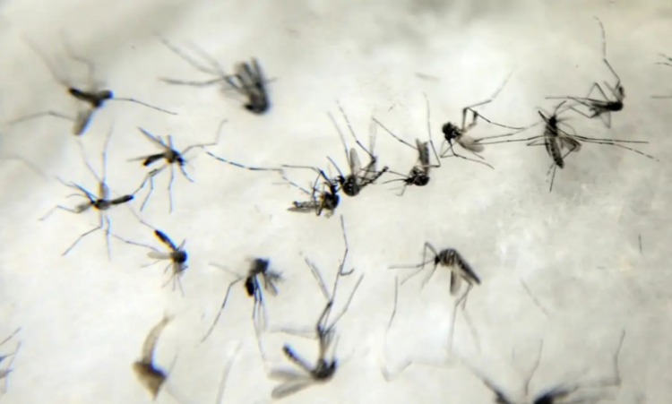 A Organização Mundial da Saúde alerta para possível repetição do surto de chikungunya que atingiu centenas de milhares em 2004. Mais de 5 bilhões de pessoas podem estar sob risco de infecção.