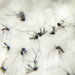 A Organização Mundial da Saúde alerta para possível repetição do surto de chikungunya que atingiu centenas de milhares em 2004. Mais de 5 bilhões de pessoas podem estar sob risco de infecção.